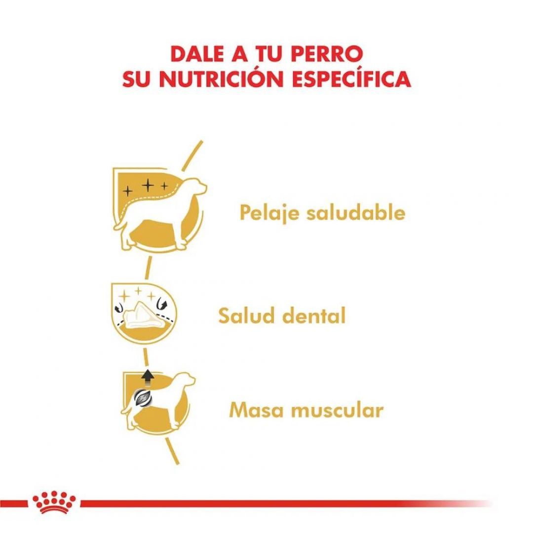 caniche-ad-3-kg