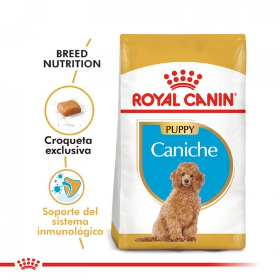 caniche-puppy-1-kg