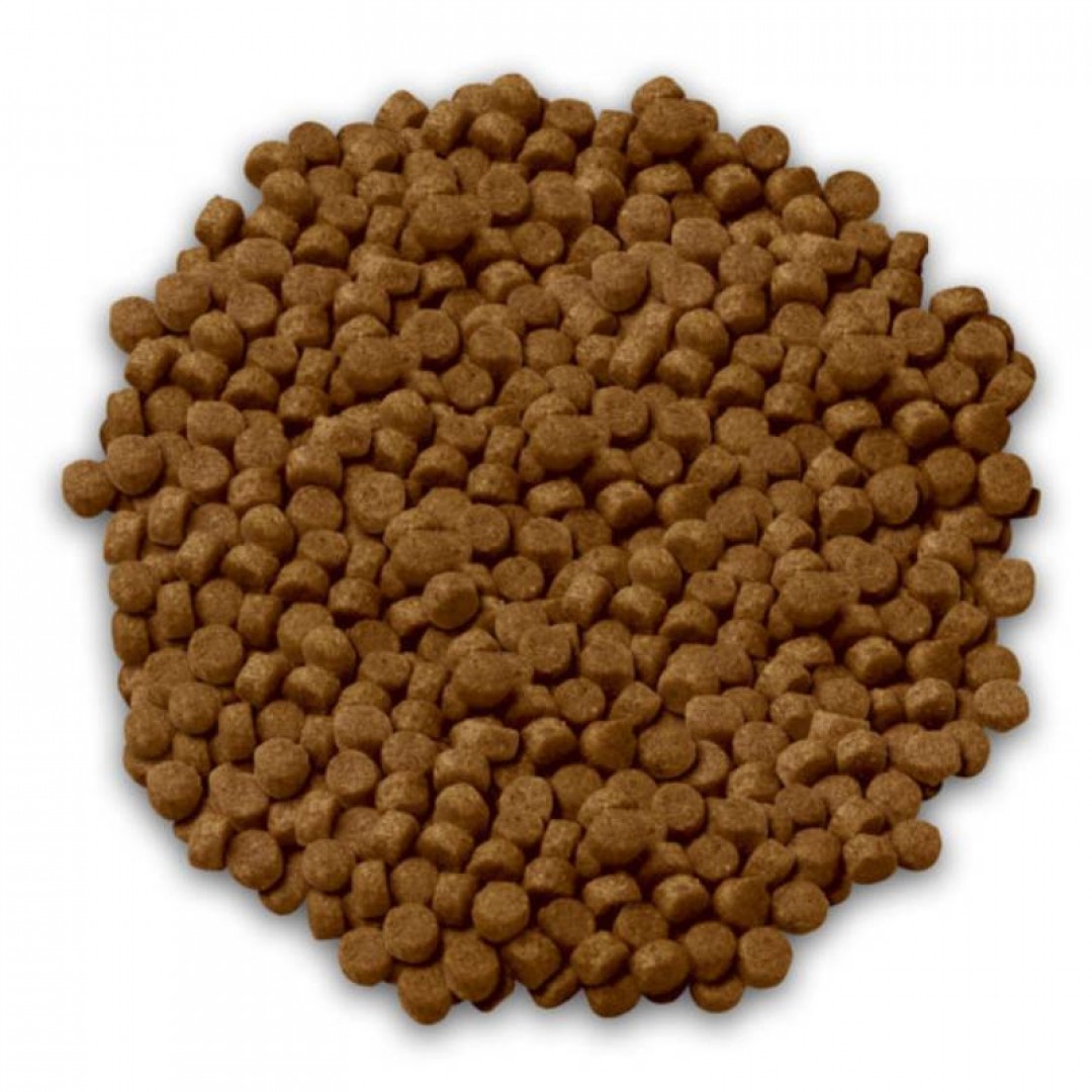 ff-estampa-plus-cachorro-x-3-kg