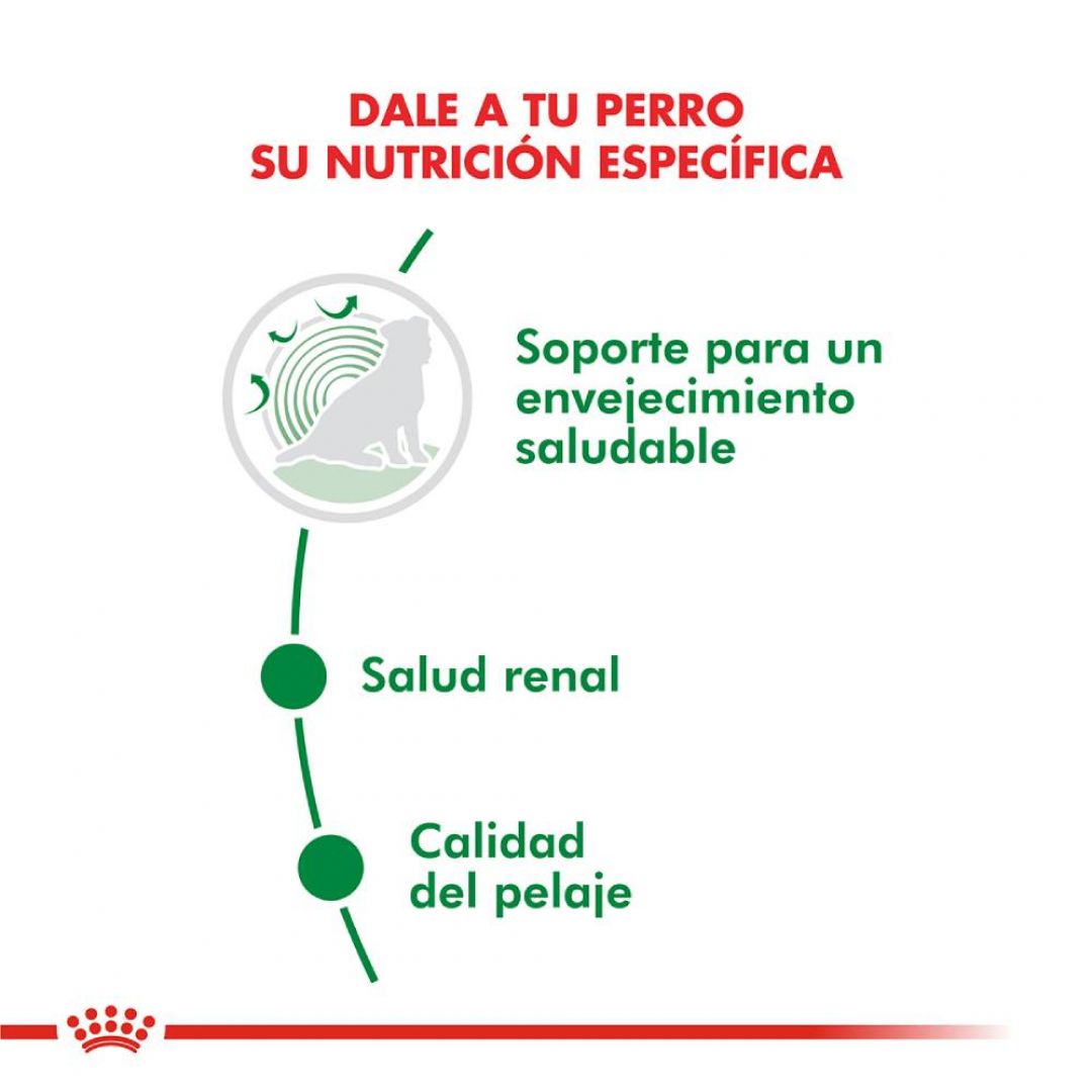 mini-ageing-12-1-kg