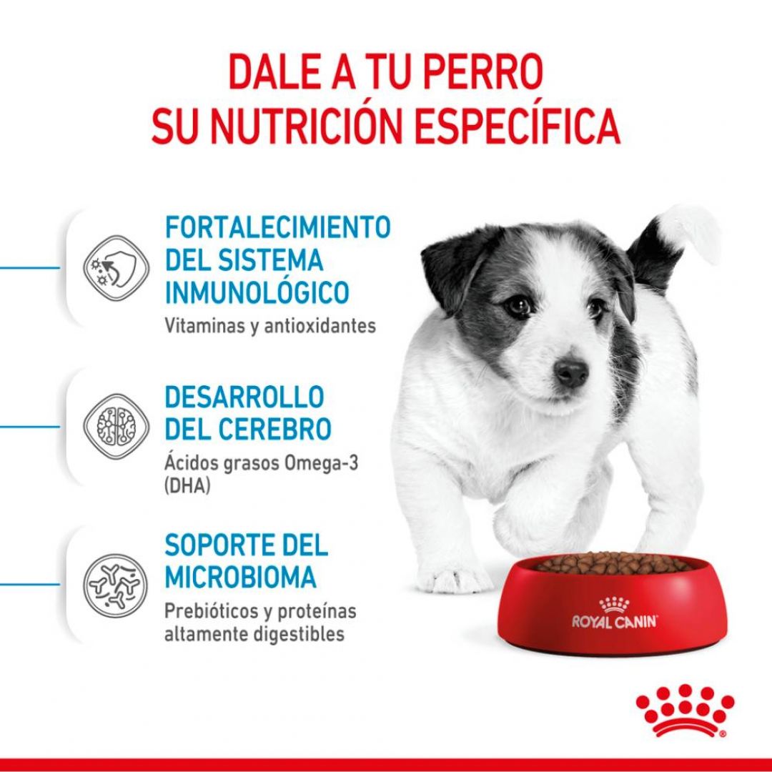 mini-puppy-15-kg