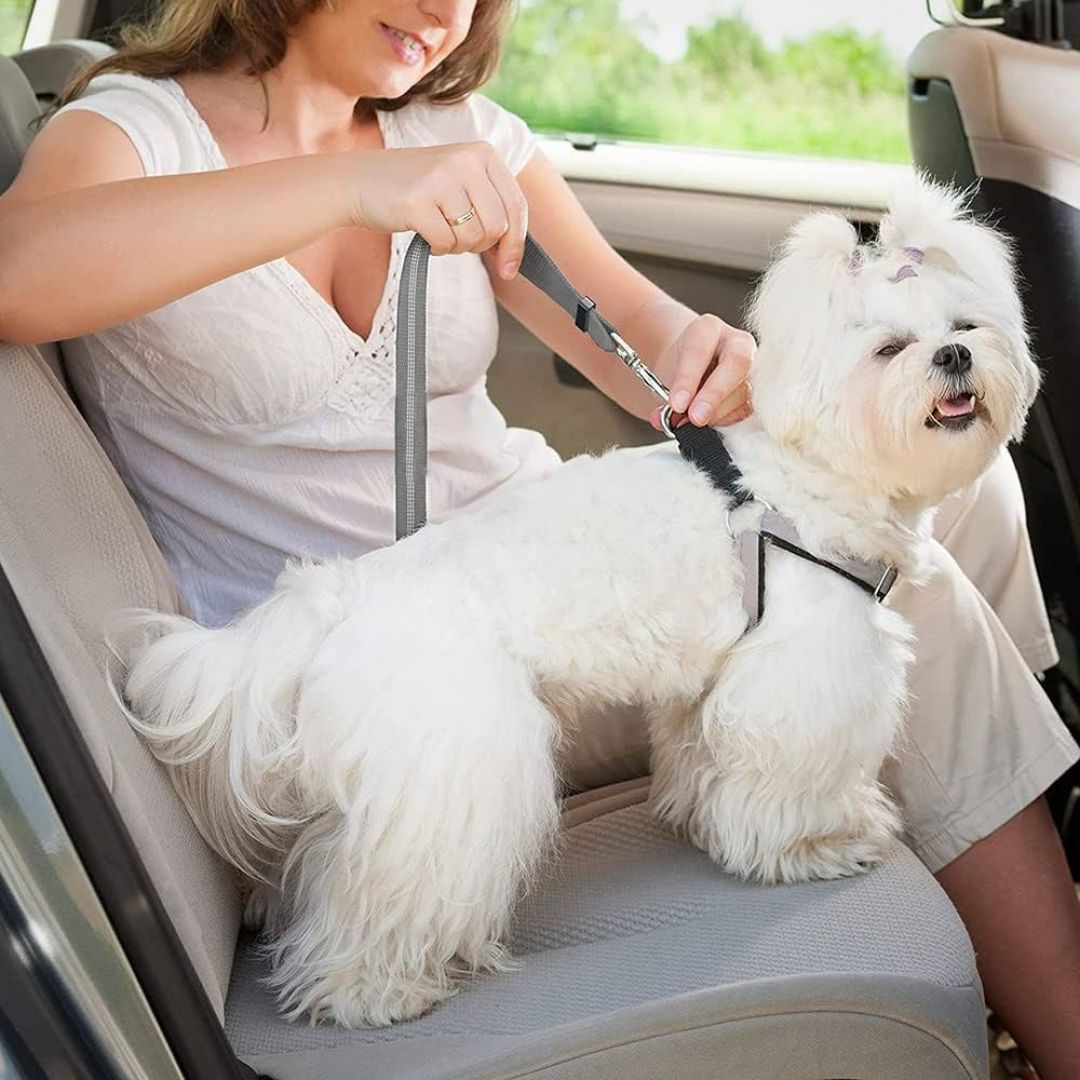 cinturon-de-seguridad-pet-home