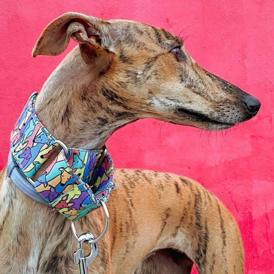 collar-martingale-gr