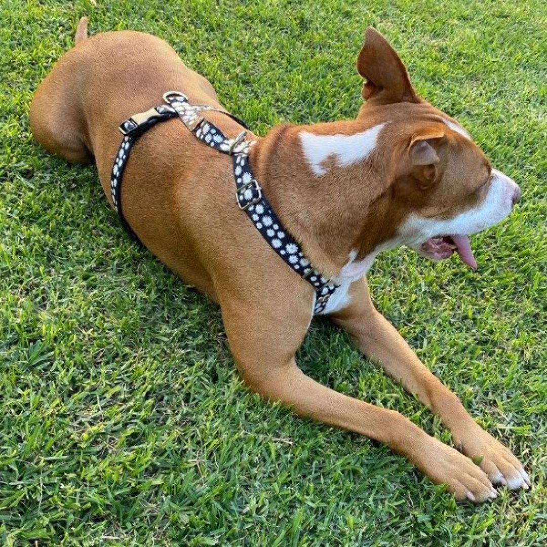 arnes-h-fantasia-med-aym