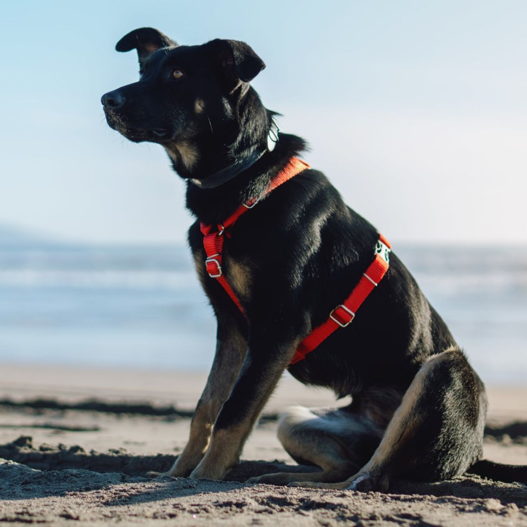 arnes-h-liso-med-aym