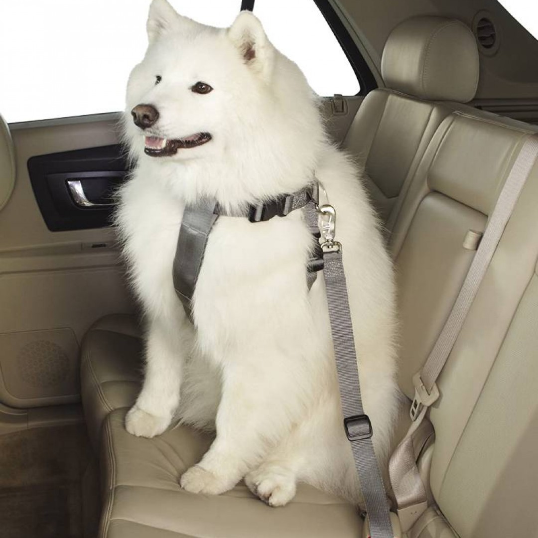 gg-comfort-car-harnesses-l