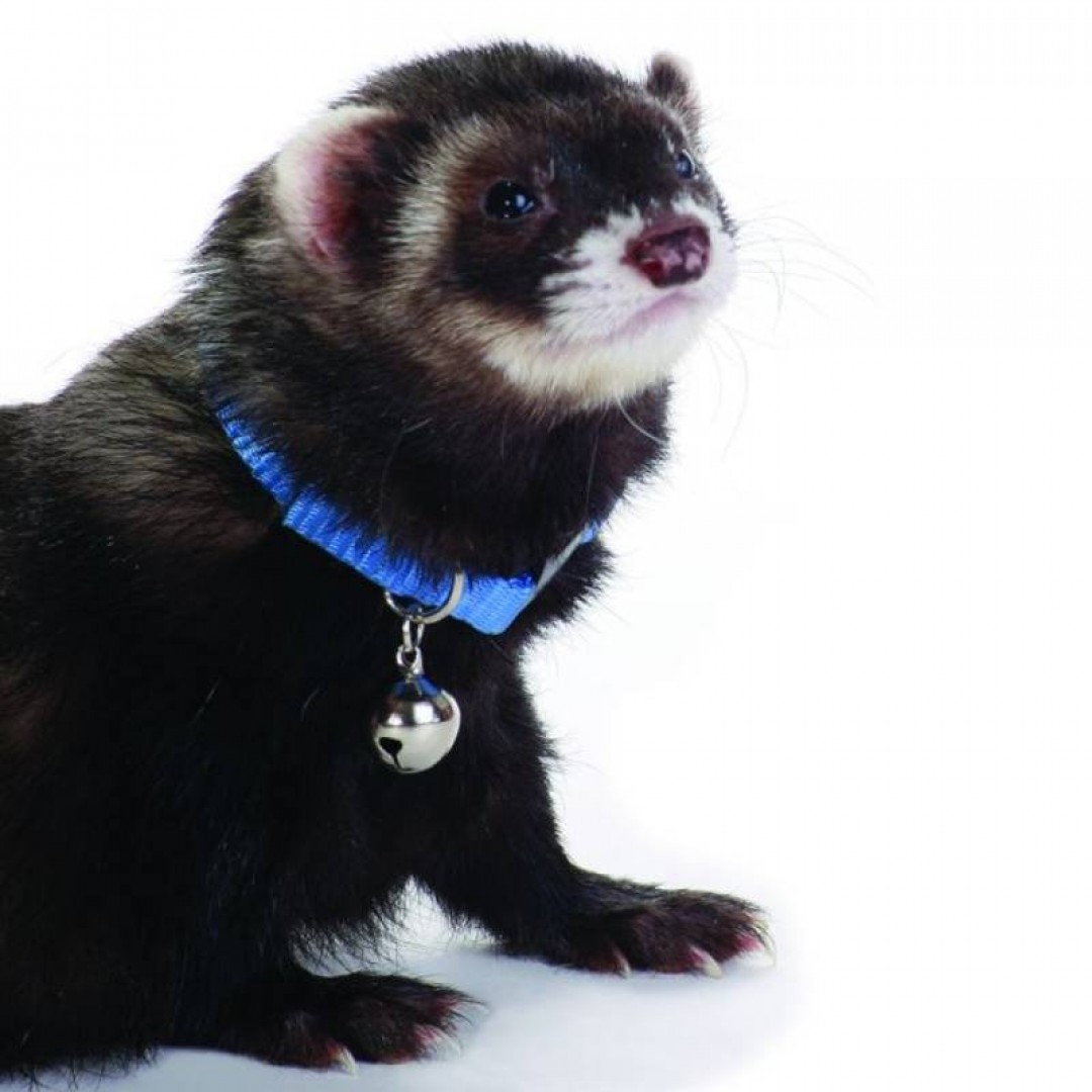 marshall-ferret-bell-collar-roy-blue