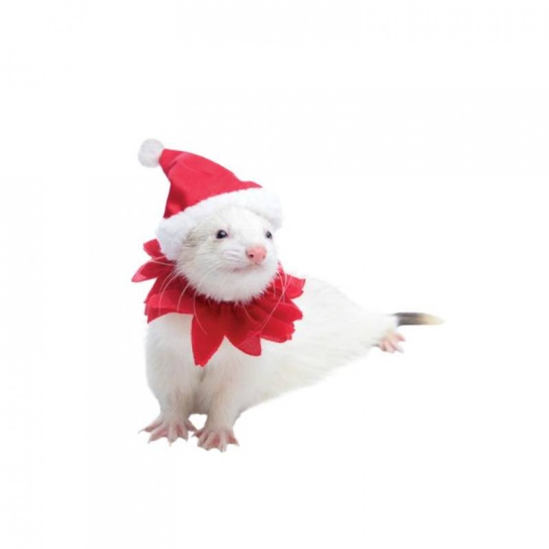 marshall-ferret-fashions-navidad