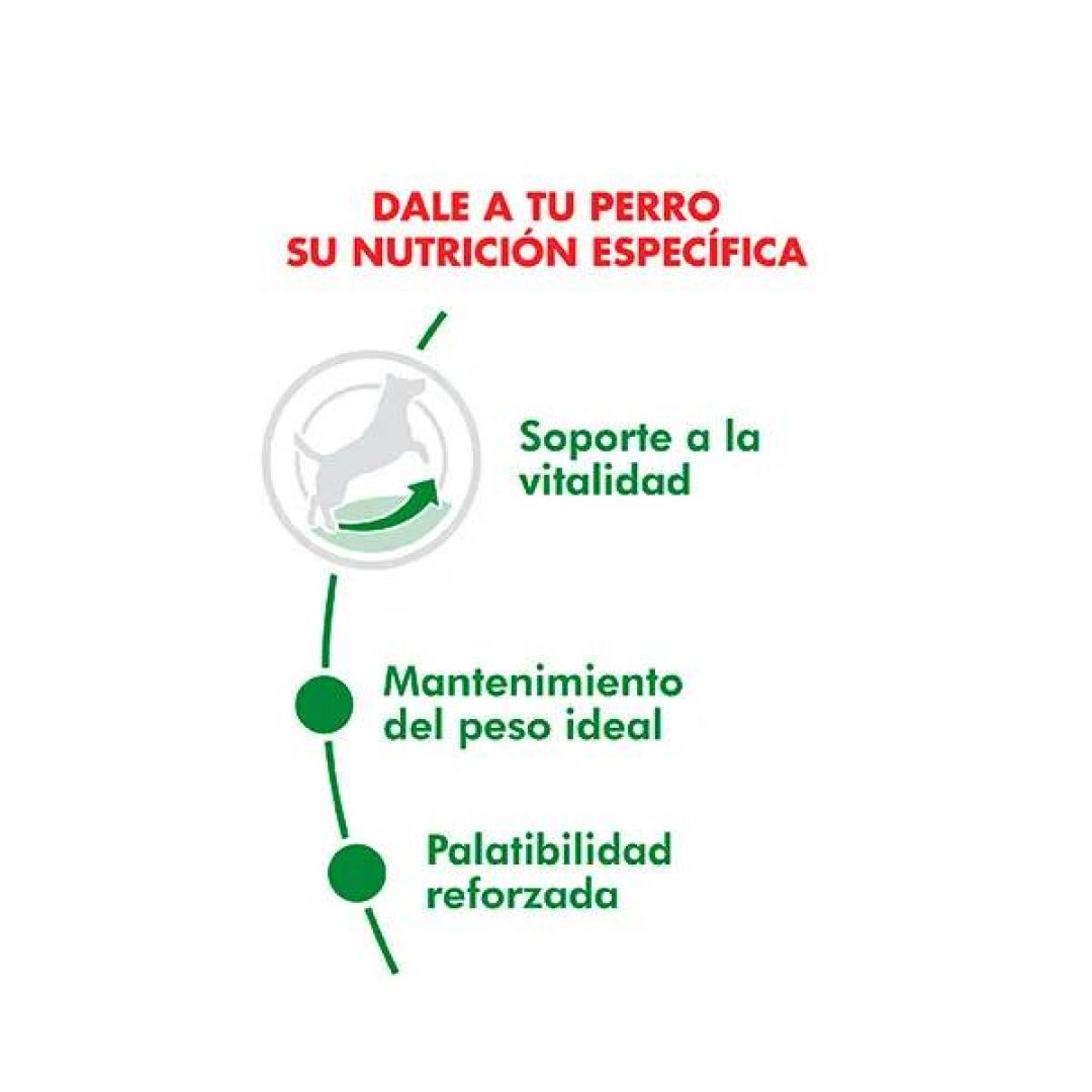 mini-adulto-8-1-kg