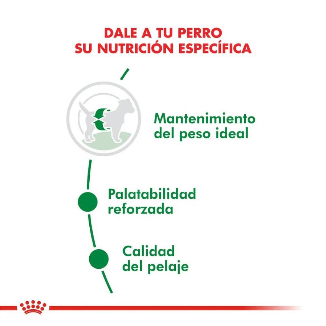 mini-adulto-3-kg